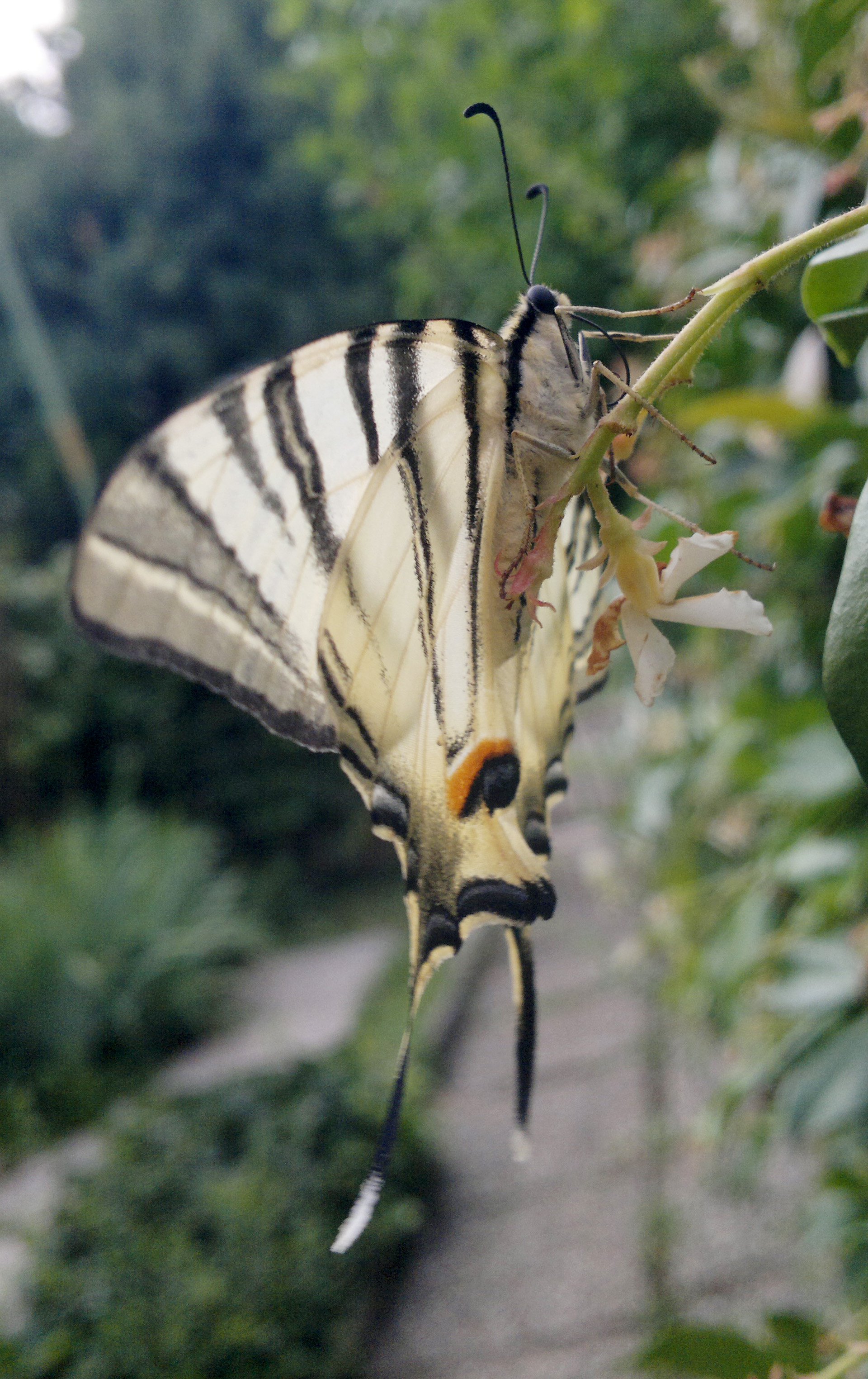 Fam. Papilionidae. Italia, Brescia, 16 Jun 2015. Provided by Paolo Beneventi